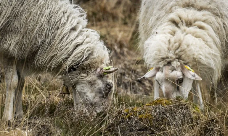 Изпращат в Германия и Франция проби за наличие на чума в Болярово - Tribune.bg