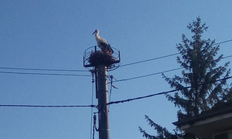 Щъркеловата двойка в авренското село Юнак се върна в гнездото си - Tribune.bg