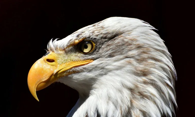 Даряваме два ястребови орела на Испания - Tribune.bg