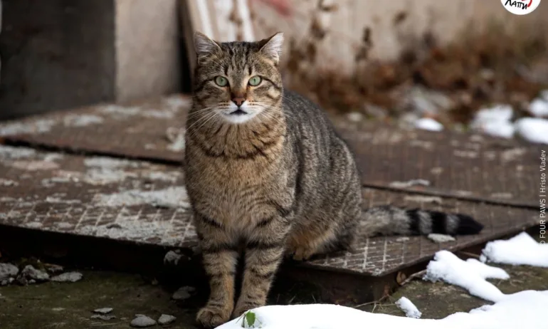 ЧЕТИРИ ЛАПИ започва ежегодната си кампания за талони за безплатна кастрация на бездомни котки в София - Tribune.bg
