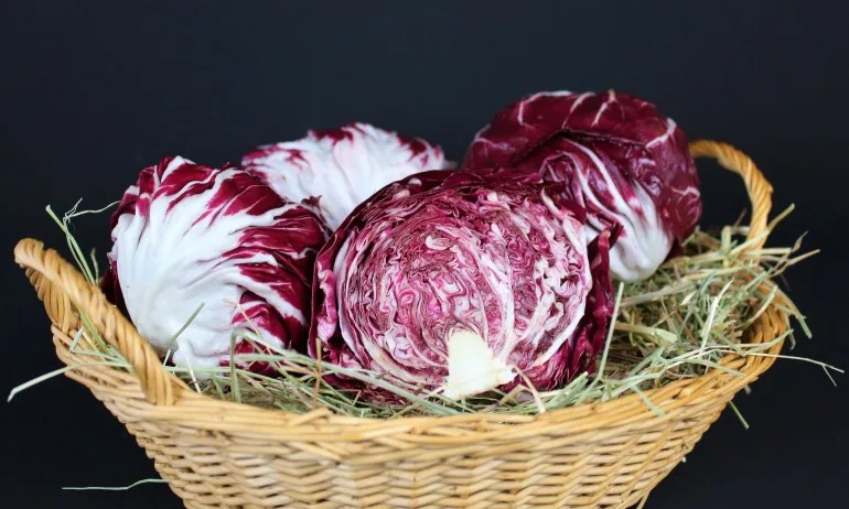 Лечебни и магически свойства на червеното зеле - Tribune.bg