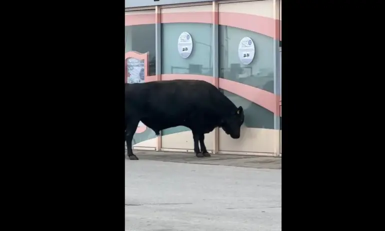 Бик опита да влезе в магазин за козметика в столицата - Tribune.bg