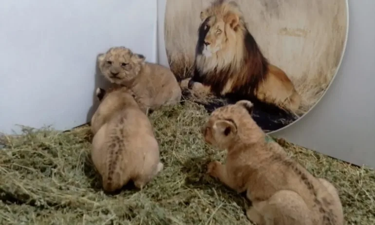 Три лъвчета се родиха в зоопарка в Стара Загора - Tribune.bg