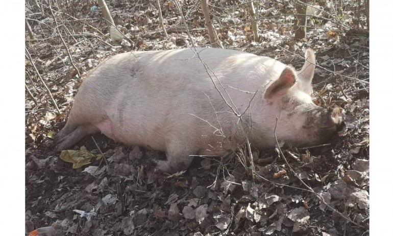 Костадинов пусна снимка на прасе и предложи да пратим ДБ в Украйна - Tribune.bg