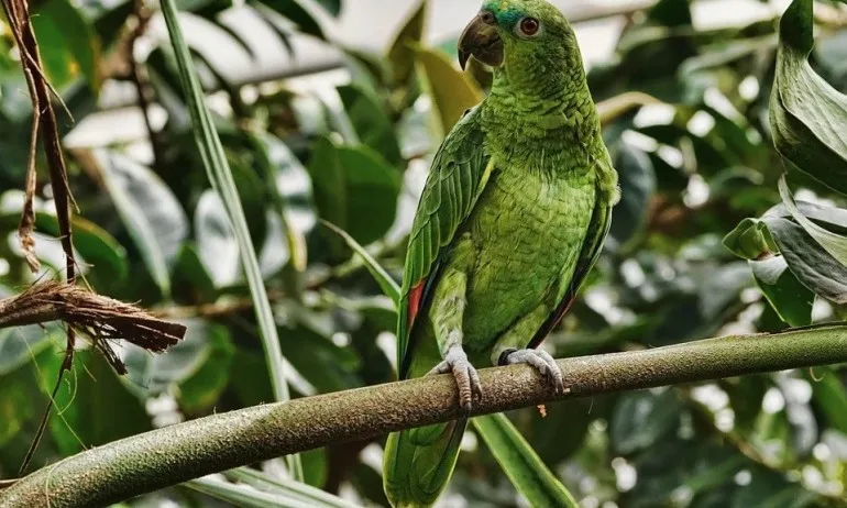 Откраднаха най-ценния папагал от зоопарка в Добрич - Tribune.bg