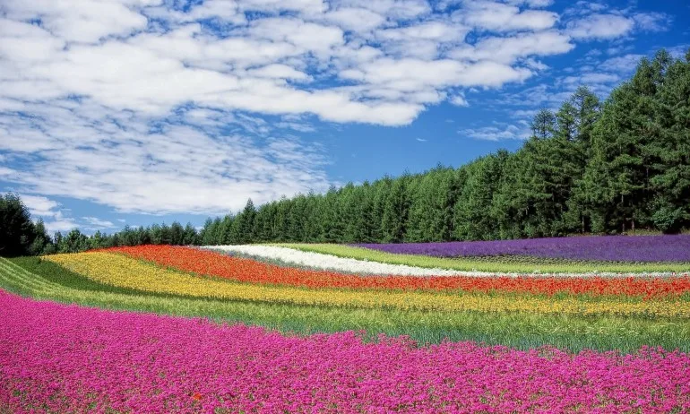 Енергията на цветовете - Tribune.bg