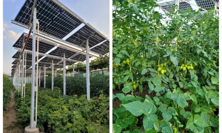 Българин успешно гледа зарзават под соларни панели - Tribune.bg