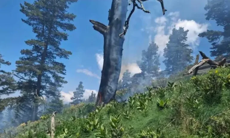 Пожар гори в Природен парк Рилски манастир - Tribune.bg