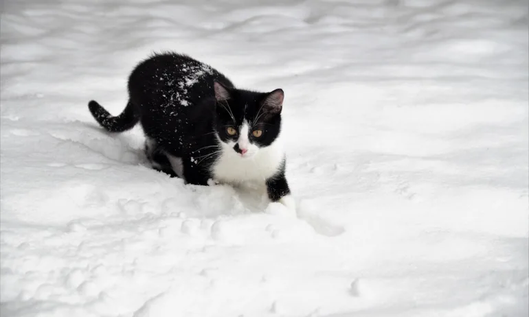 Времето се влошава. Валежи от дъжд, сняг и застудяване предстоят - Tribune.bg