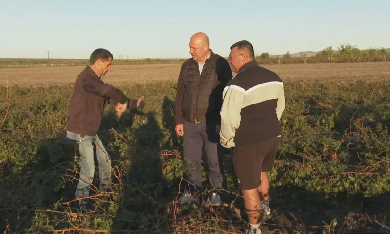 Над 1500 дка лозови масиви са унищожени след бурята в Бургаско - Tribune.bg