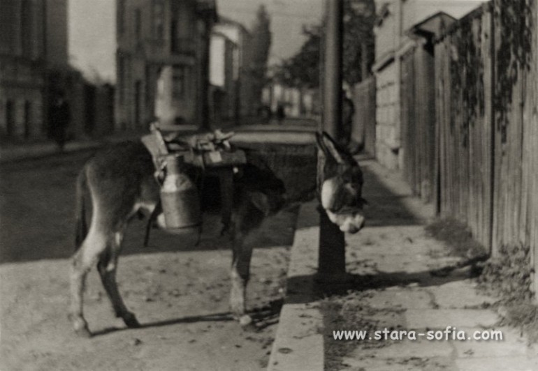 Магаре използвано за пренос на гюмове с мляко паркирано на софийска улицао- ок 1917