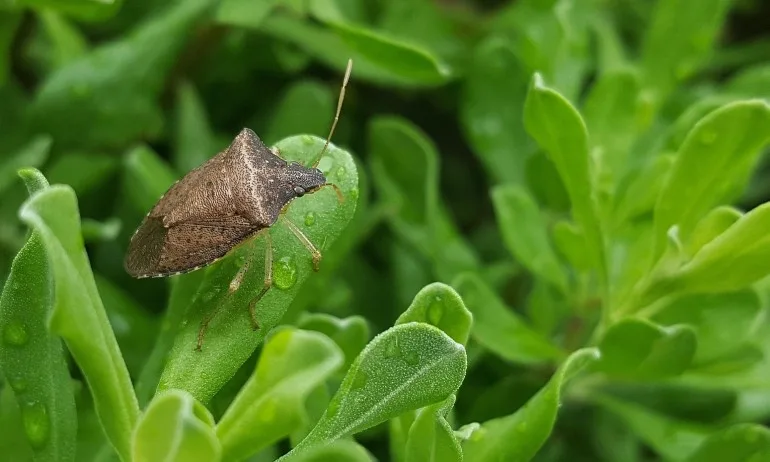 Напаст: Китайски миризливки изместили нашите зелени, унищожават реколтата и влизат в дома - Tribune.bg