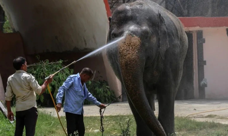 Индийци спят по покривите заради слон убиец - Tribune.bg