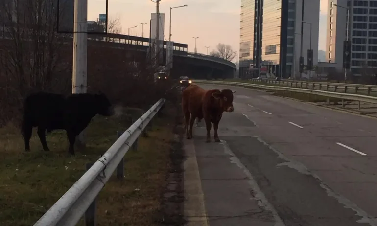На вниманието на шофьорите: Крави се разхождат по бул. Брюксел - Tribune.bg