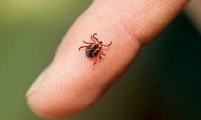 Лекари алармират за бум на ухапани от кърлежи - Tribune.bg