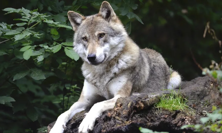 Вълк нападна и нахапа дете в Нидерландия - Tribune.bg