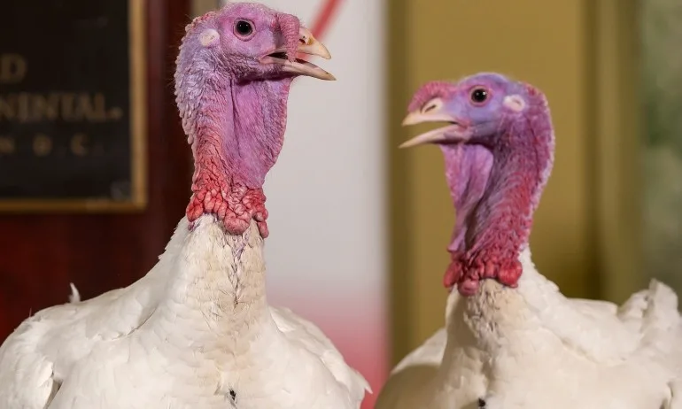 Тръмп умува коя пуйка да помилва – Бред или Бътър - Tribune.bg