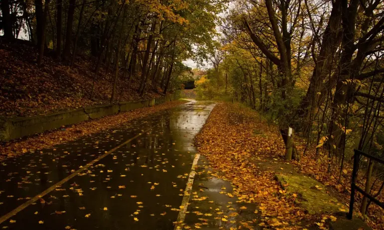 Интензивни валежи и оранжев код: Паднали дървета и завирявания в София - Tribune.bg