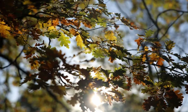 Астрономическата есен настъпва с високи температури до 31 градуса - Tribune.bg