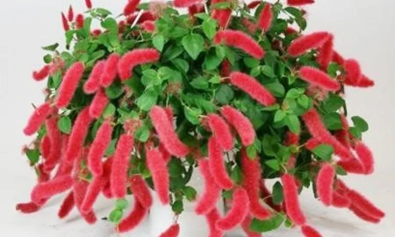 Акалифа – цвете за хора, които не умеят да се радват на живота - Tribune.bg