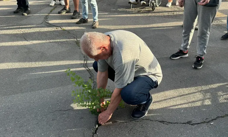 Засадиха дървета в новоасфалтираните бул. Патриарх Евтимий и ул. Фритьов Нансен - Tribune.bg