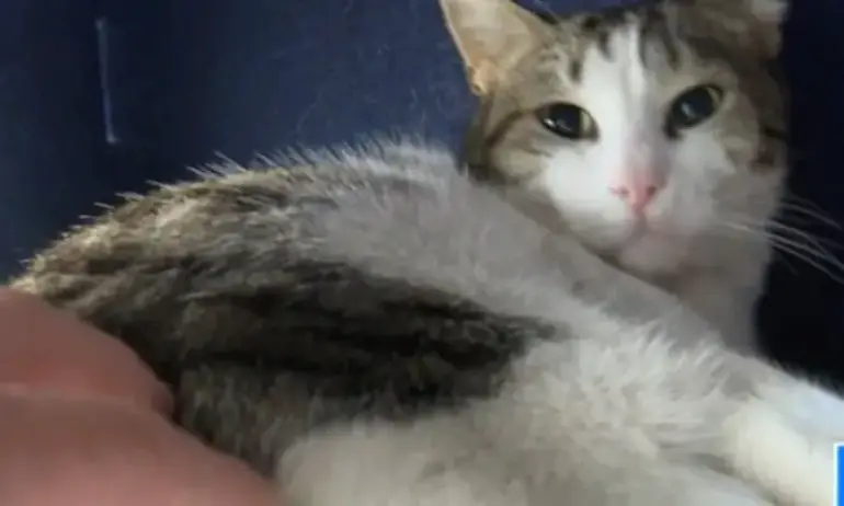 Директорът на пловдивската библиотека иска да изгони котарака Гого, но хиляди хора не са съгласни - Tribune.bg