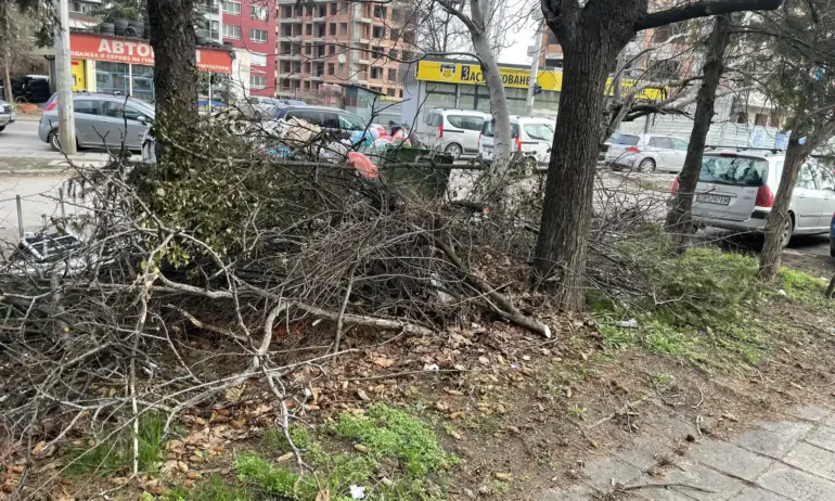 В Младост се чудят: Колко месеца са нужни да се почистят клони от 1-вия сняг? - Tribune.bg