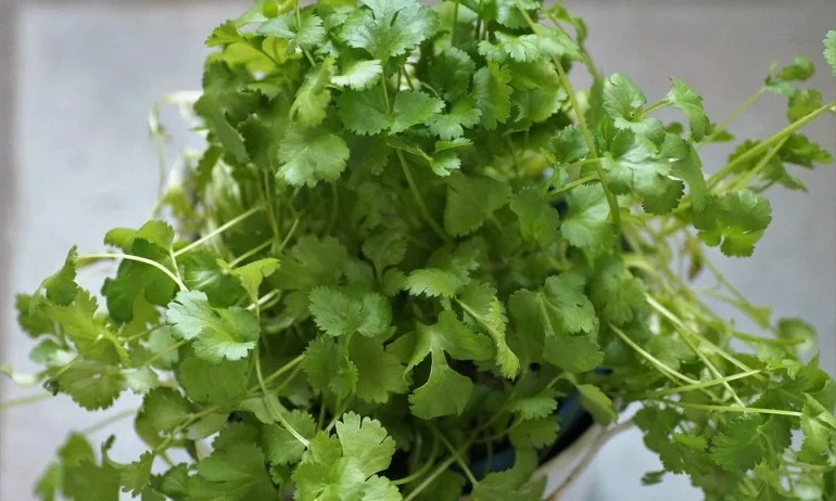 Лечебни и магическите свойства на кориандъра - Tribune.bg