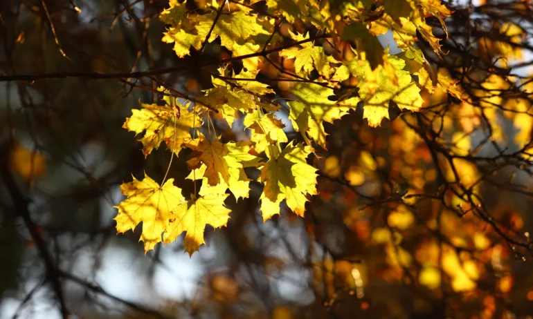 Топло време в началото на ноември - Tribune.bg