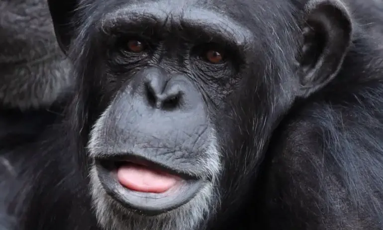 Откритие: Шимпанзетата и горилите имат чувство за хумор - Tribune.bg