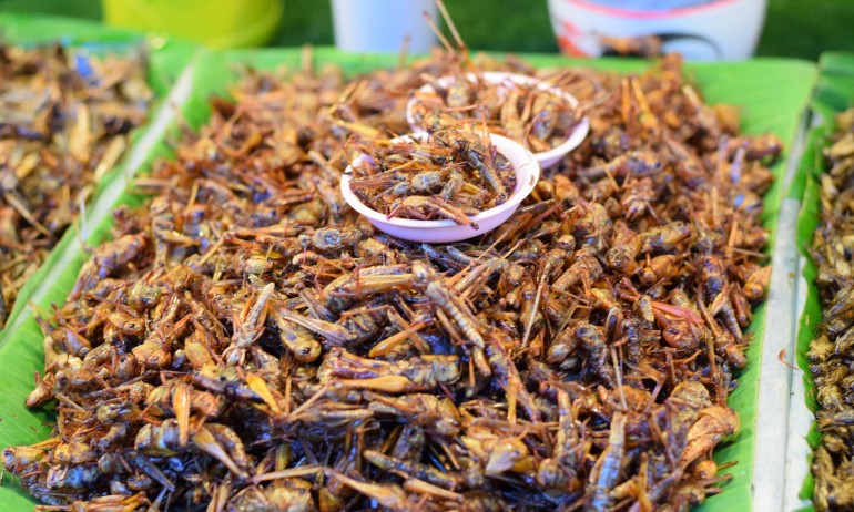 ЕК разреши пускането на пазара на домашни щурци като нова храна в ЕС - Tribune.bg