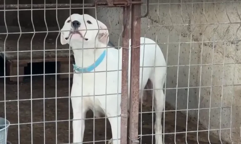 Пребиха директора на приюта, в който се помещават кучетата, нахапали две жени в Казанлък - Tribune.bg