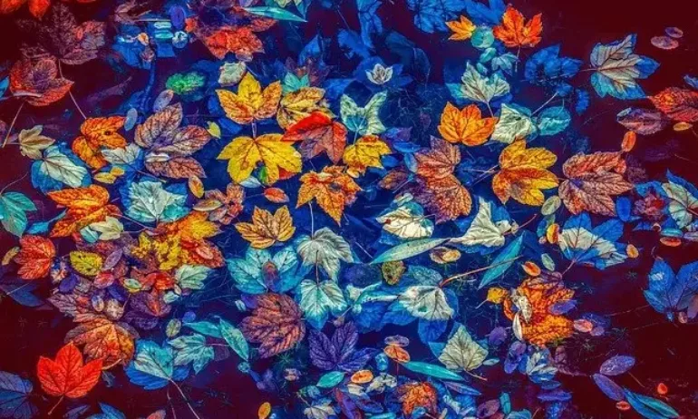 Есенно равноденствие – пожелайте си нещо - Tribune.bg