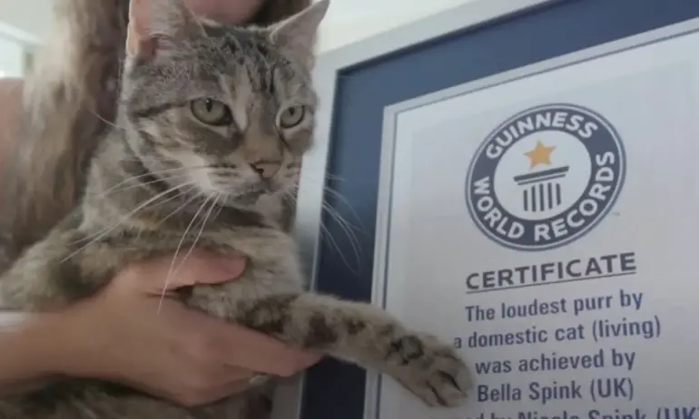 14-годишна котка счупи световния рекорд на Гинес за най-силно мъркане.