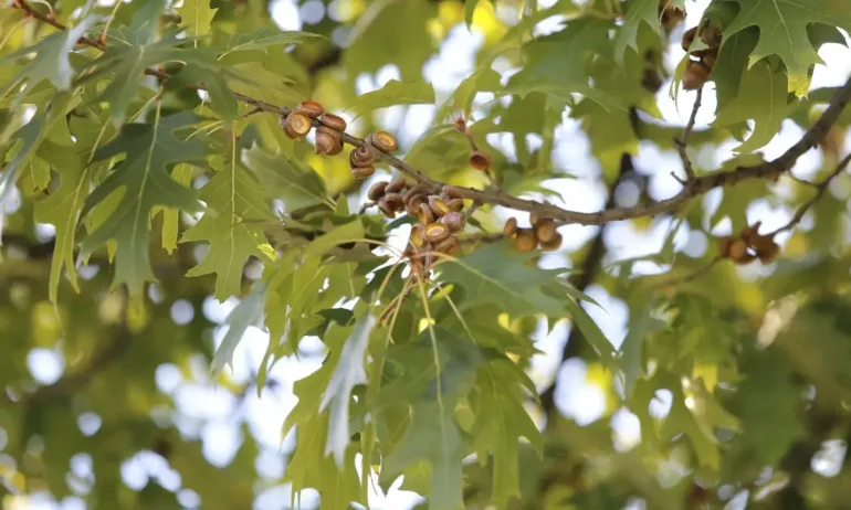 Температурите остават високи за септември, краткотрайни валежи в планините - Tribune.bg