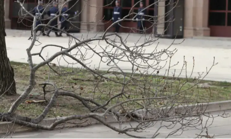 Сигнали за счупени клони и паднали дървета от бурния вятър в София - Tribune.bg