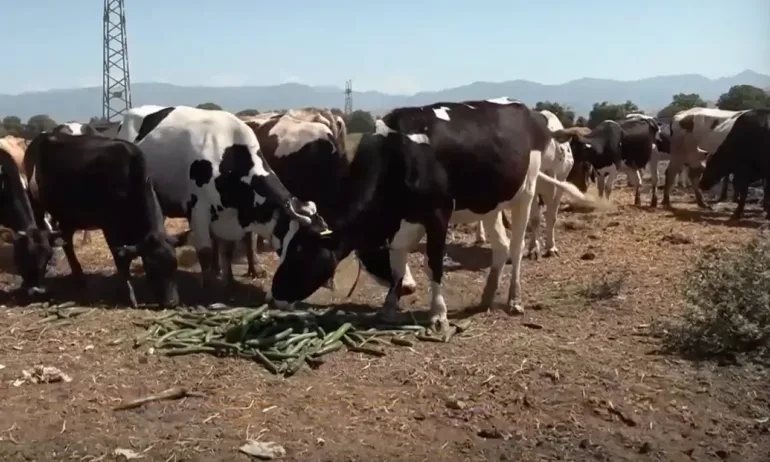 Протест: Земеделец нахрани кравите с качествени български краставици - Tribune.bg