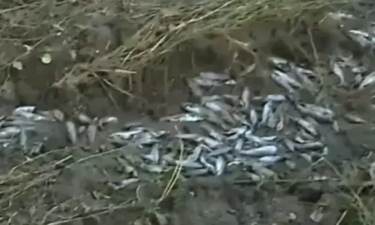 Стотици грабят пъстърва от рибарник, пометен от река Стряма - Tribune.bg