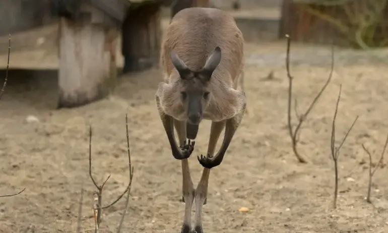 Куриоз: Кенгуру се сби с полицай близо до Торонто - Tribune.bg