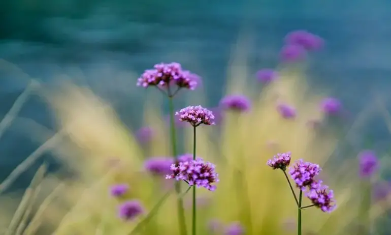 Слънчево и топло време с температури до 27 градуса - Tribune.bg