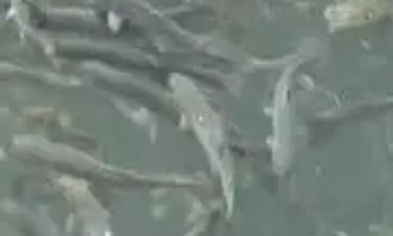 С малко вода и липса на кислород пъстъпвата масово измира в развъдниците - Tribune.bg