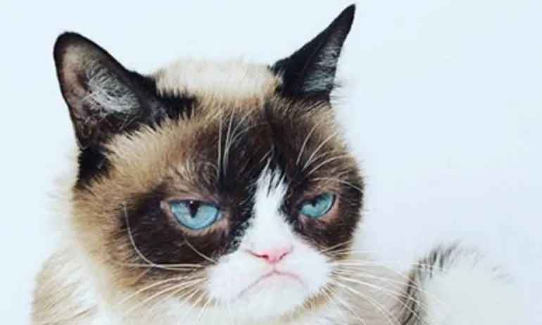 Почина Гръмпи – сърдитото коте - Tribune.bg