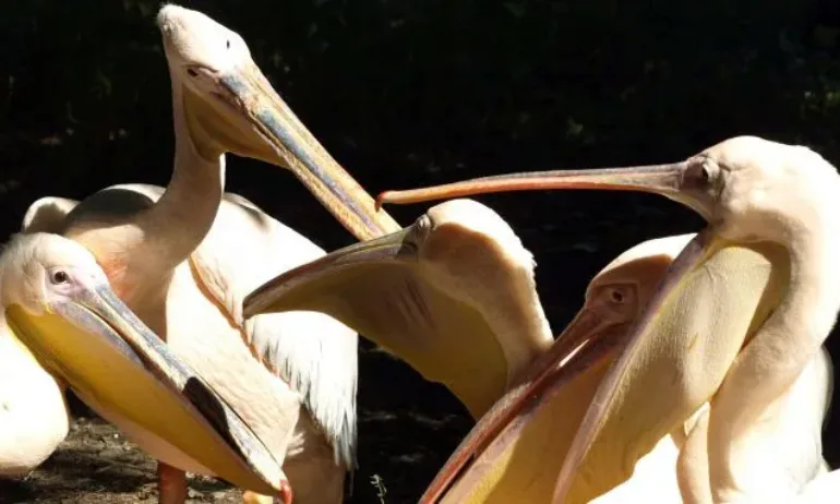Най-голямата колония пеликани у нас се увеличава - Tribune.bg