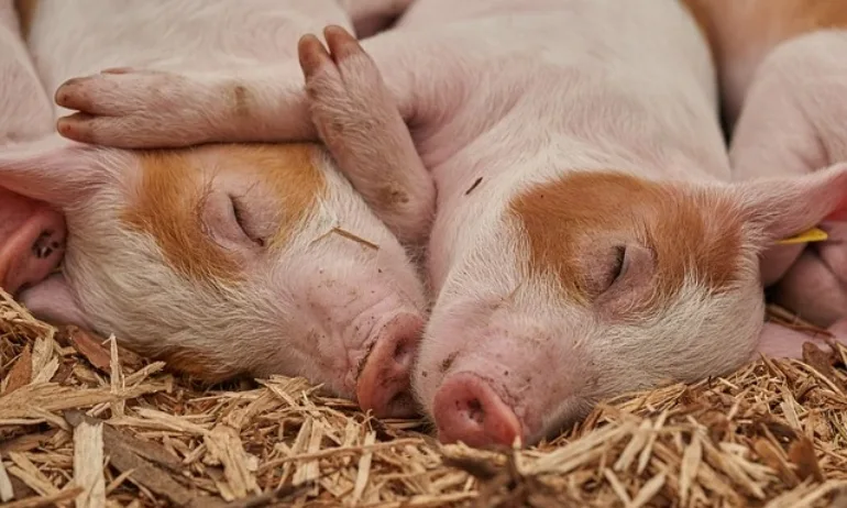 ЕК облекчава търговията с живи свине и продукти за България - Tribune.bg