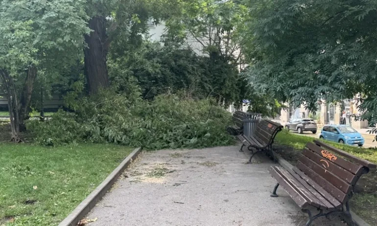Летен порой в София: 12 сигнала за паднали дървета - Tribune.bg