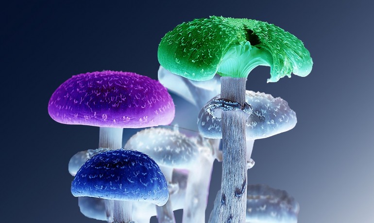 Предозиране: Капитал рекламират психотропни гъби - Tribune.bg