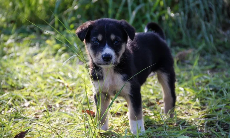 Осиновени са близо 20% от заловените безстопанствени кучета в страната за 2019 г. - Tribune.bg