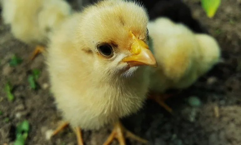 Германия първа в света забранява избиването на мъжки пилета - Tribune.bg