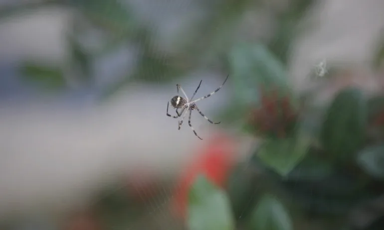 Какво означавa да видите паяк - поверия - Tribune.bg