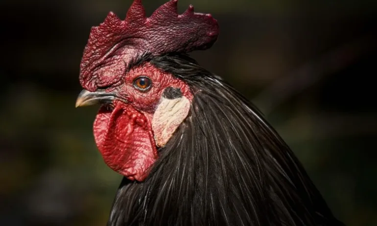 Птичият грип се разпространява с тревожна скорост в Германия - Tribune.bg